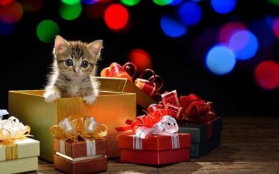 Getting a kitten for Christmas
