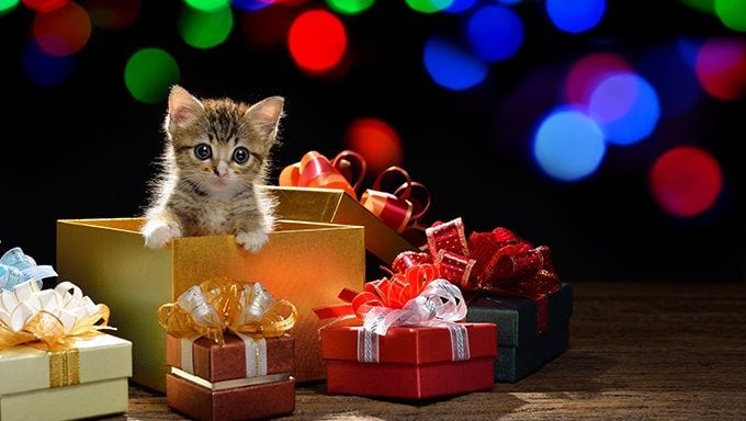 Getting a kitten for Christmas